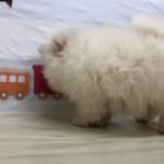 ペットショップ犬の家&猫の里マークイズ静岡店・ポメ・102262