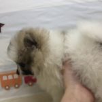 ペットショップ犬の家&猫の里マークイズ静岡店・ポメ・102378