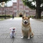 柴犬まる、“日本のペット代表”でハリウッドデビューが決定（ドワンゴジェイピーnews） – グノシー