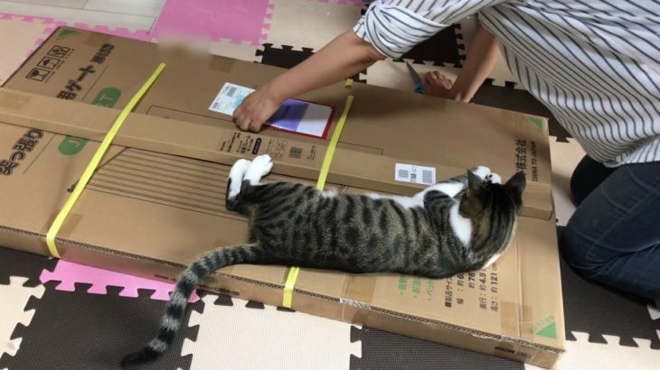 【猫】ちー太郎：ペット用ゲートを取り付けました