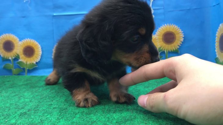 ペットショップ 犬の家 ○○店 「品種名」「問い合わせ番号」