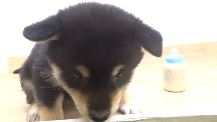 ペットプラザフレンディ　柴犬　ｒ1-07-128