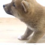 ペットプラザフレンディ　柴犬　ｒ1-07-134