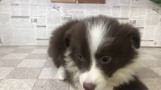 ペットショップ　犬の家　加古川店「ボーダー・コリー」「102727」