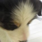 ペットショップ犬の家＆猫の里マークイズ静岡店「103638」「ボーダーコリー」