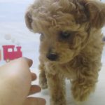 ペットショップ犬の家＆猫の里マークイズ静岡店「103642」「タイニープードル（タイニーサイズ）」
