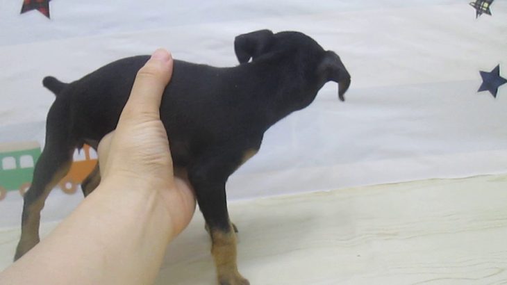 ペットショップ犬の家＆猫の里マークイズ静岡店「103650」「ミニピン」