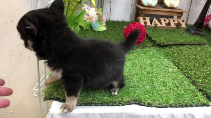 ペットショップ犬の家倉敷店　103767　チワワ♂