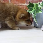 ワンラブ　名古屋市　ペットショップ　164833