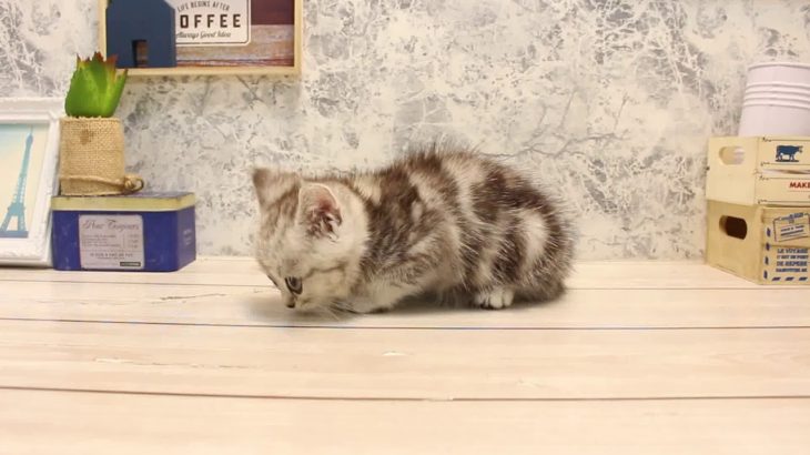 ワンラブ　名古屋市　ペットショップ　165909