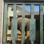 【衝撃映像】ゾウのズゼちゃん大量おしっこ・・・（王子動物園）[Impact video] Zuse’s large amount of elephant pee … (Oji Zoo)