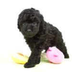 【きくちペット】 仔犬仔猫 No.19246　トイ・プードル