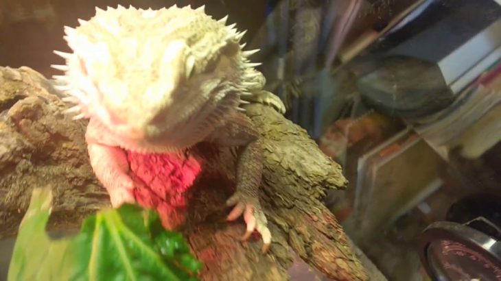 爬虫類ペットが、ワイルドに小松菜を食べる！