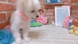 ペットショップ犬の家＊京都樟葉店　ハーフ犬