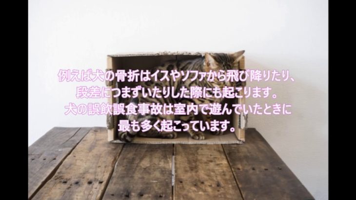 ペットの室内の事故 ～ペットリフォーム　愛犬家住宅　埼玉県～