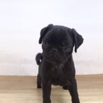 ペットプラザフレンディ　パグ　ｒ1-08-073