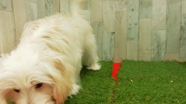 ペットショップ犬の家＆猫の里　イオン小牧店　「100494　ハーフ犬」