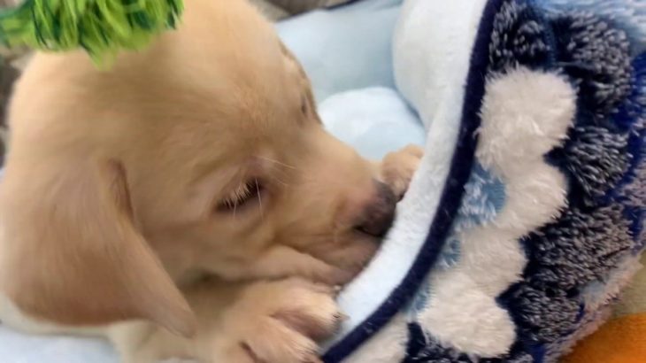 ペットショップ 犬の家  袋井店 「ラブラドール・レトリバー　♂」「104148」