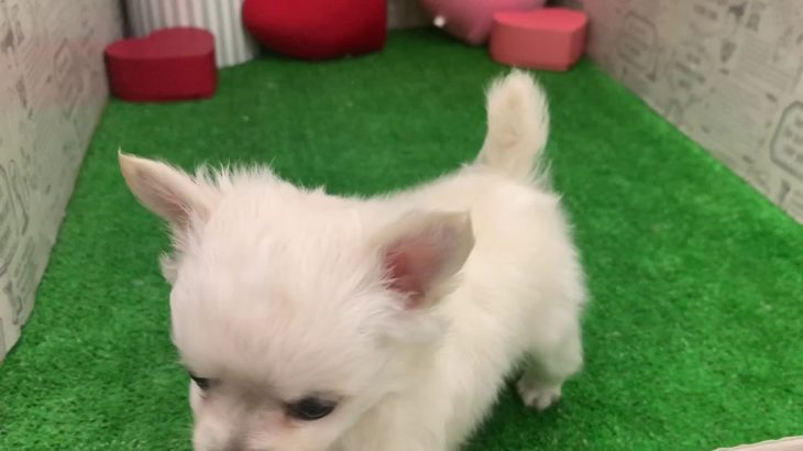 ペットショップ 犬の家 みなと店 「チワワ」「104583」