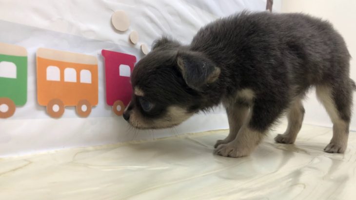 ペットショップ犬の家＆猫の里マークイズ静岡店　104638　チワワ