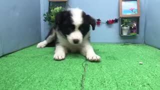 ペットショップ犬の家【刈谷店】【ボーダー・コリー】【104697】