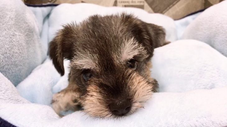 ペットショップ犬の家　袋井店「104876」「ミニチュア・シュナウザー」