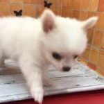 ペットショップ 犬の家 イオン上田店 「チワワ」「問い合わせ番号104899」