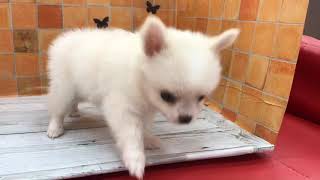 ペットショップ 犬の家 イオン上田店 「チワワ」「問い合わせ番号104899」