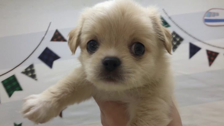 ペットショップ犬の家&猫の里マ―クイズ静岡店　104928　チワペキ