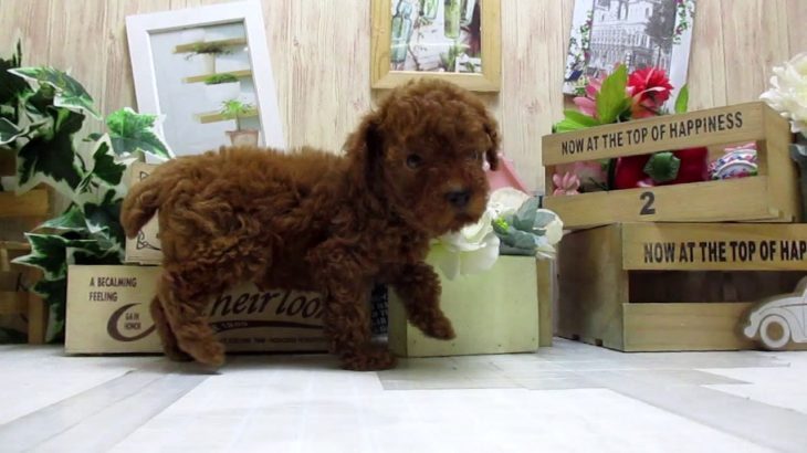 ワンラブ　ペットショップ　名古屋市　166939