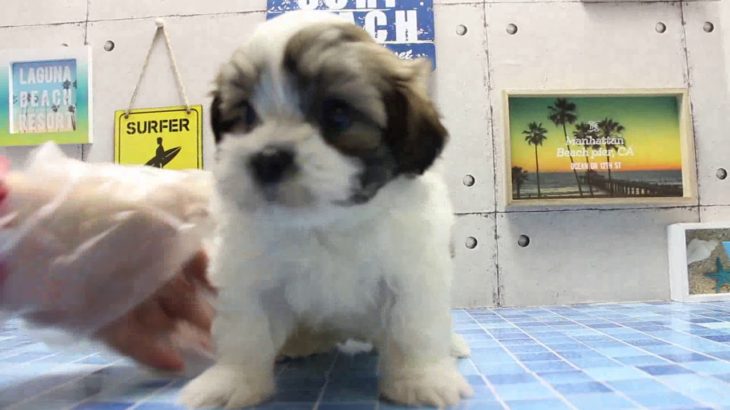 ワンラブ　名古屋市　ペットショップ　167768