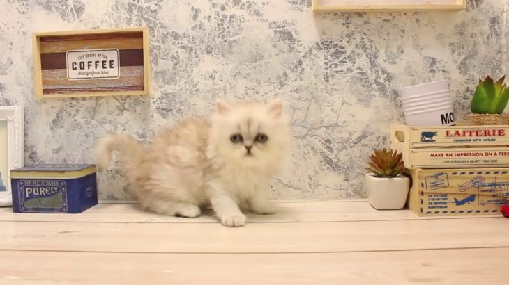 ワンラブ　名古屋市　ペットショップ　167798