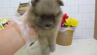 ワンラブ　ペットショップ　名古屋市　167898