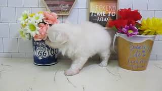 ワンラブ　ペットショップ　名古屋市　167921