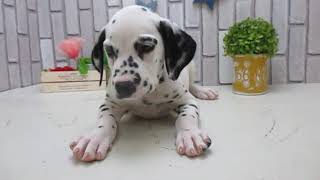 ワンラブ　ペットショップ　名古屋市　168011