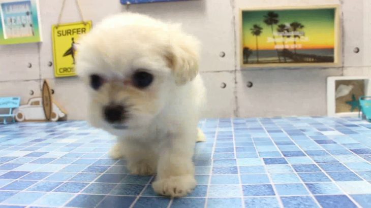 ワンラブ　名古屋市　ペットショップ　168520