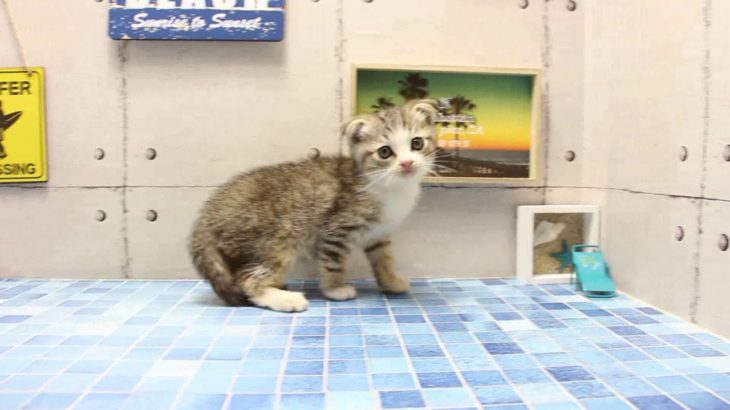 ワンラブ　名古屋市　ペットショップ　168537