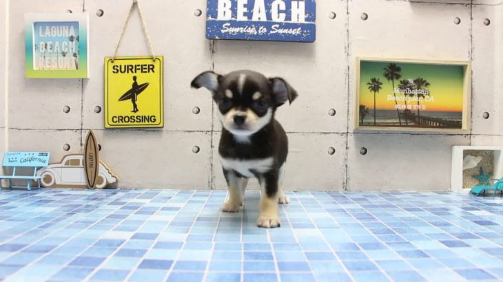 ワンラブ　名古屋市　ペットショップ　168555