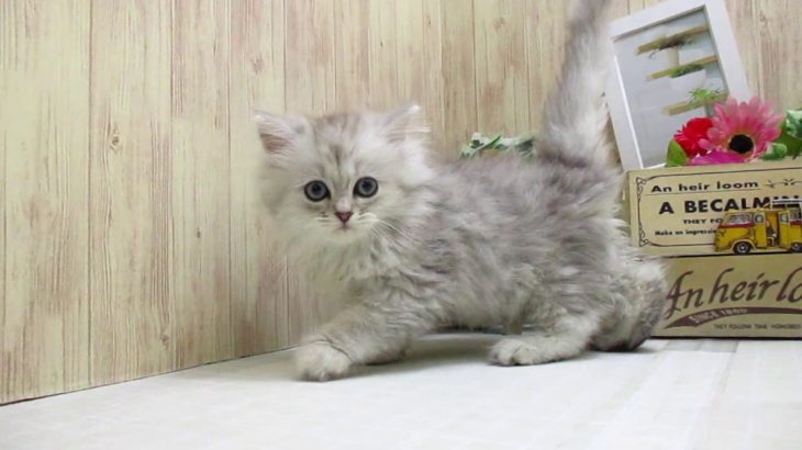 ワンラブ　ペットショップ　名古屋市　169003