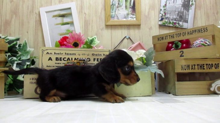 ワンラブ　ペットショップ　名古屋市　169006