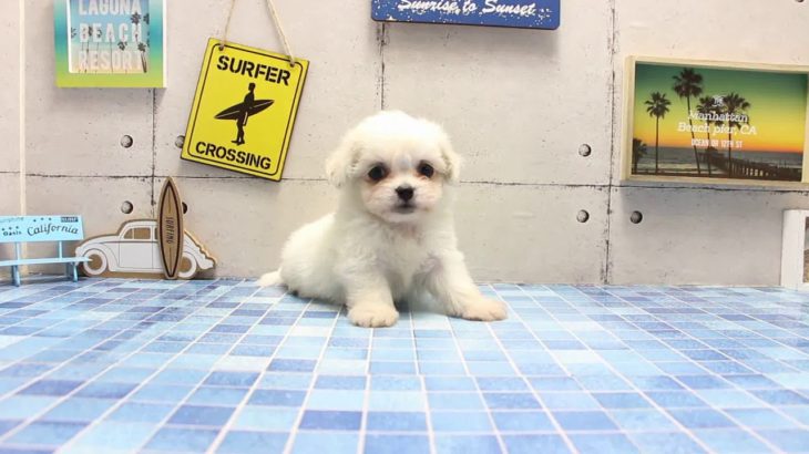 ワンラブ　名古屋市　ペットショップ　169164