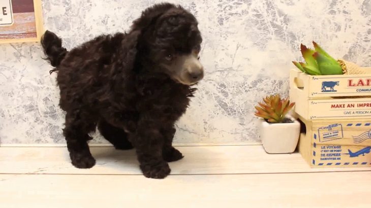 ワンラブ　名古屋市　ペットショップ　169391