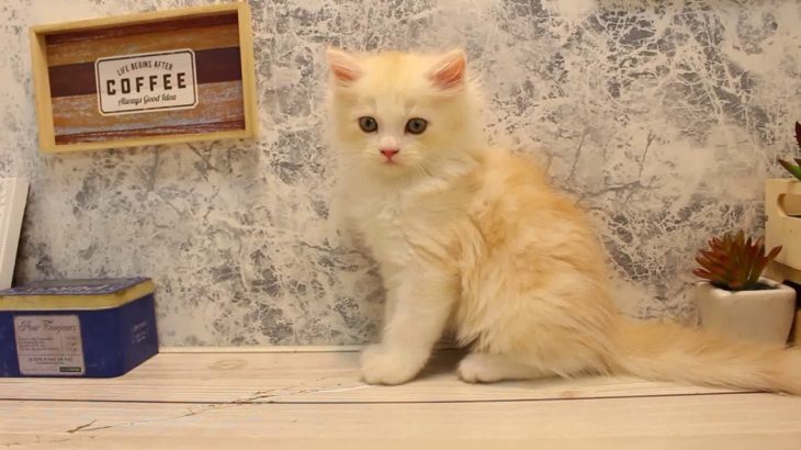 ワンラブ　名古屋市　ペットショップ　169396