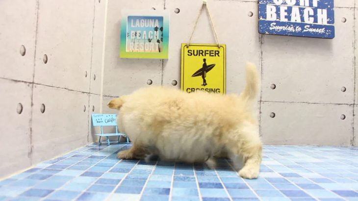 ワンラブ　名古屋市　ペットショップ　169415