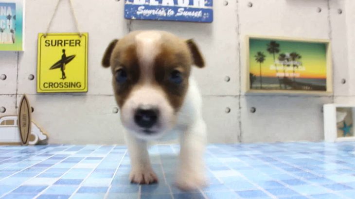 ワンラブ　名古屋市　ペットショップ　169511