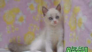 1908088 【ペットショップ エンゼル】お薦めの子犬・子猫