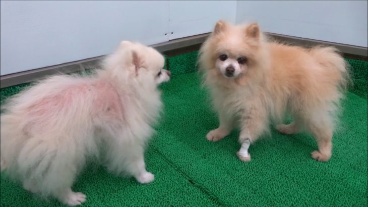 20190805　ダックペットサービス　朝のわんこ達