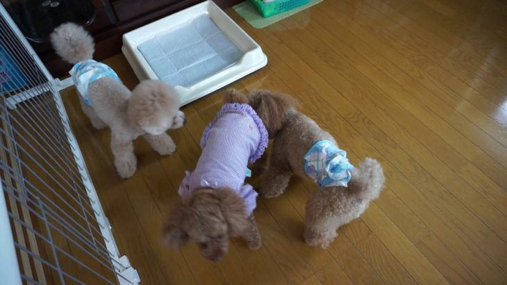 20190816　トイプーちゃんが３頭(^^)/　ペットホテル「ラルゴ」盛岡