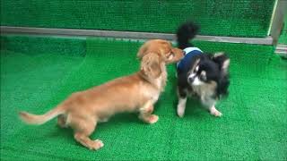 20190818　ダックペットサービス　ふれあいタイム