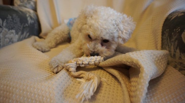 2090813　朝の様子。ペットホテル「ラルゴ」盛岡